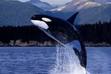 About Orcas